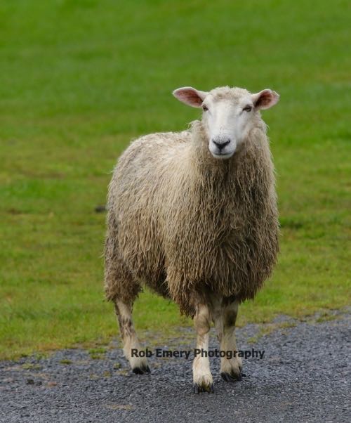 Sheep in the rain at the Tree Trust