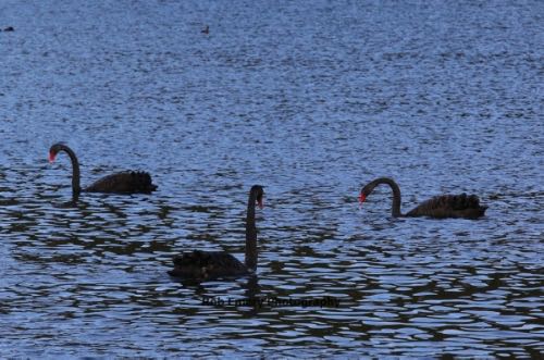 black swans on a lake