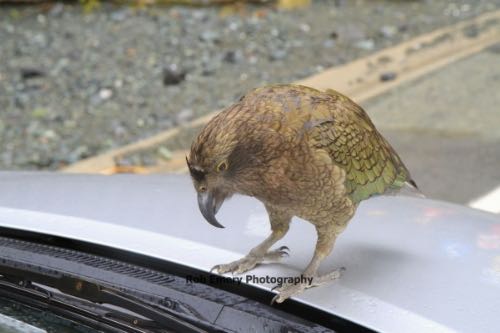 kea bird on car