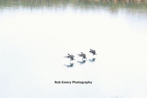 3 blue ducks in synchronized landing