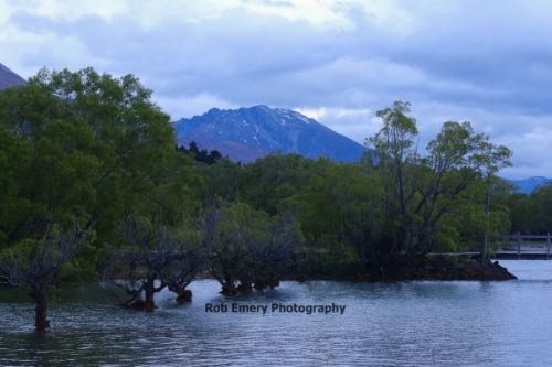 Glenorchy trees in the water