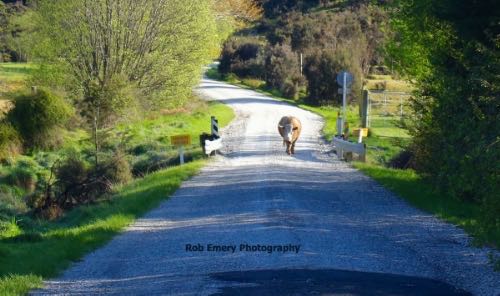 cow blocking road