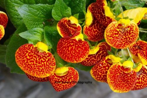 red/yellow Slipper Flower